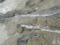 Curio Bay petrified forest close-up