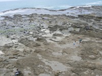 People inspecting petrified forest at Curio Bay