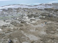 People inspecting petrified forest at Curio Bay People inspecting petrified forest at Curio Bay