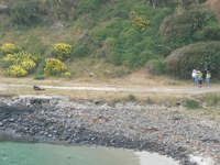 Sea lion at Taiaroa Head Sea lion at Taiaroa Head