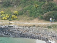 Sea lion at Taiaroa Head