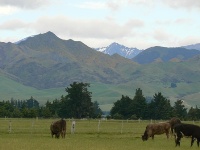 Cattle below the Kaikoura Ranges