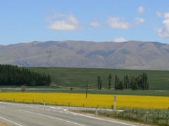 Fields of gold near Fairlie