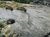 Seals basking at Milford Sound