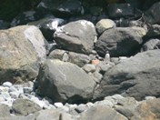 Penguins saying G'day in Milford Sound Penguins saying G'day in Milford Sound