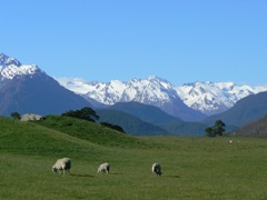 Sheep grazing hobbit hills near Glenorchy