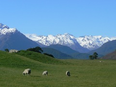 Sheep grazing hobbit hills near Glenorchy Sheep grazing hobbit hills near Glenorchy